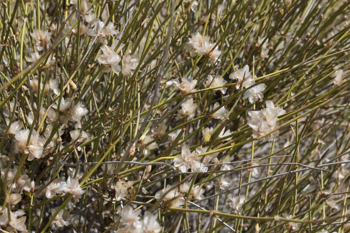 Ephedra trifurca - Mormon Tea - south of Hillsboro2