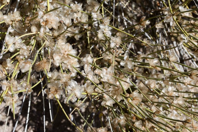 Ephedra trifurca - Mormon Tea - south of Hillsboro1