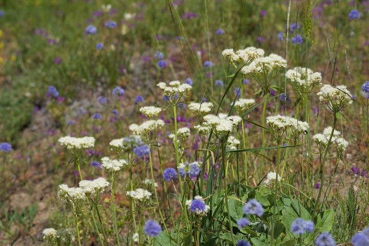 Eriogonum compositum, Arrowleaf Buckwheat2