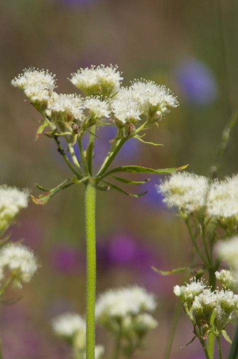 Eriogonum compositum, Arrowleaf Buckwheat