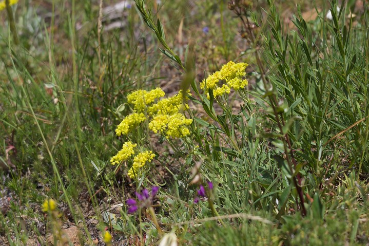 Eriogonum-umbellatum2