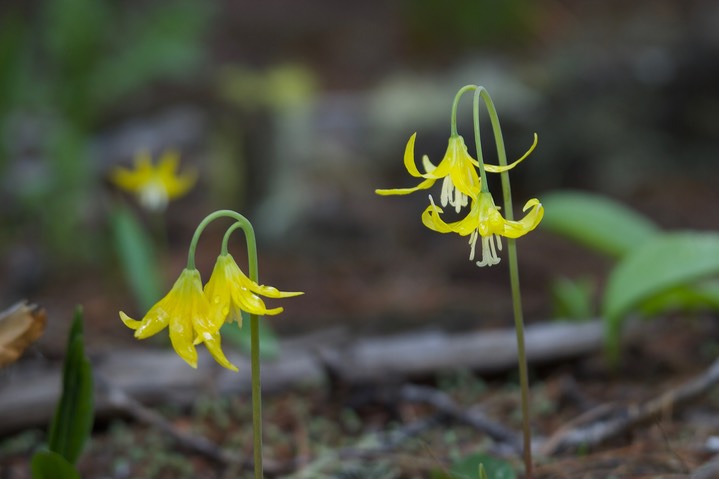 Erythronium grandiflorum1