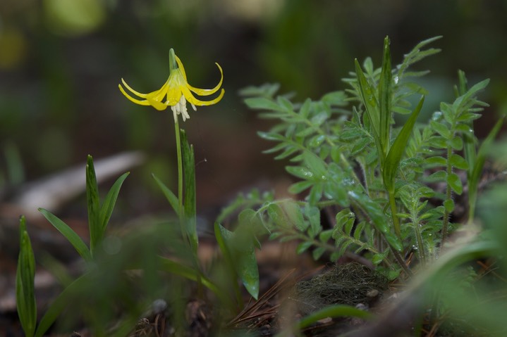 Erythronium grandiflorum5