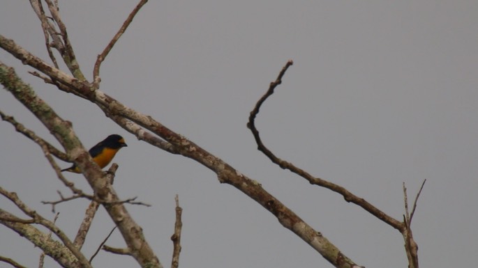 Euphonia, Yellow-throated 2