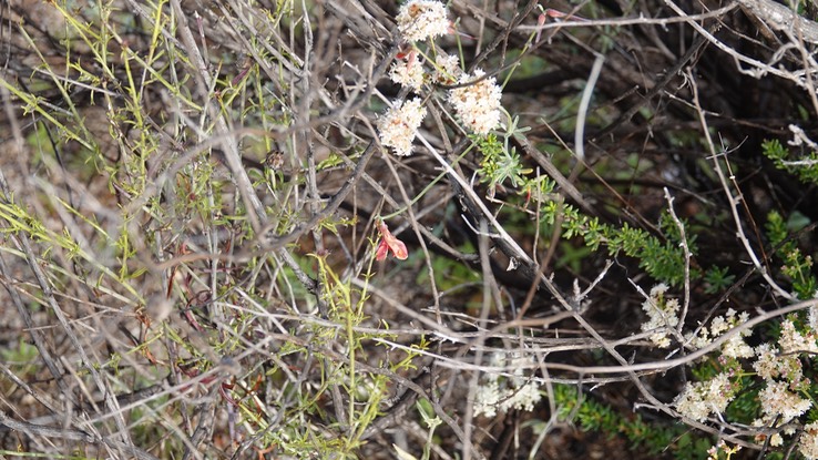 Fabaceae - Baja California (2)