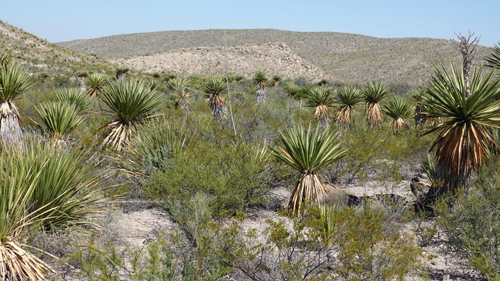 Faxon Yucca, Yucca faxoniana 2 Big Bend National Park, Texas (2)