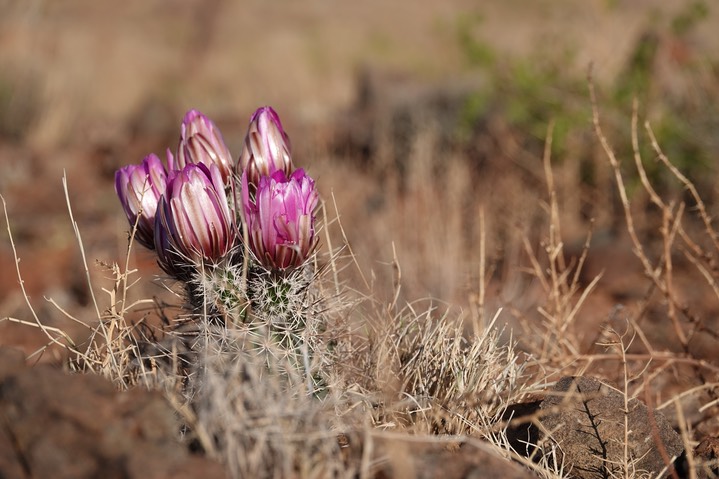 Fendler’s Hedgehog Cactus - Echinocereus fendleri 3