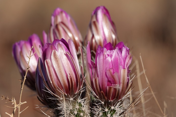 Fendler’s Hedgehog Cactus - Echinocereus fendleri 4