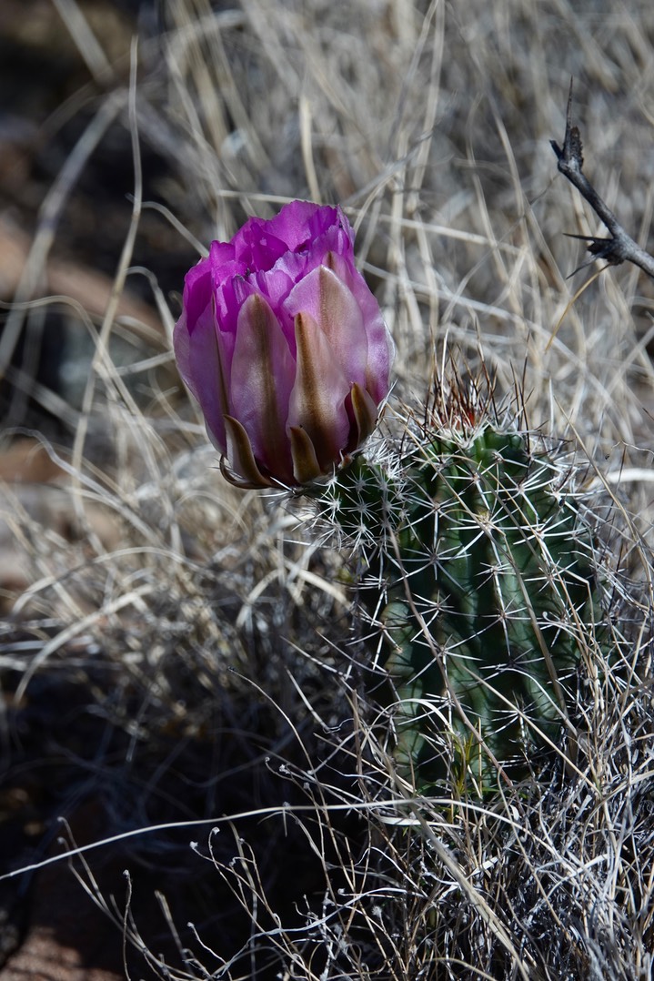 Fendler’s Hedgehog Cactus - Echinocereus fendleri9