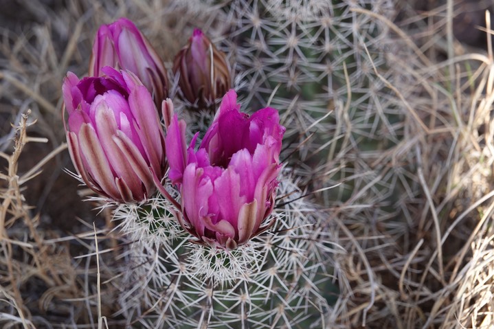 Fendler’s Hedgehog Cactus - Echinocereus fendleri7