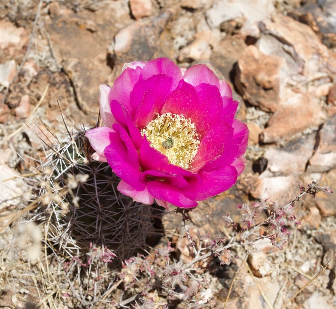 Fendler’s Hedgehog Cactus - Echinocereus fendleri - South of Hillsboro