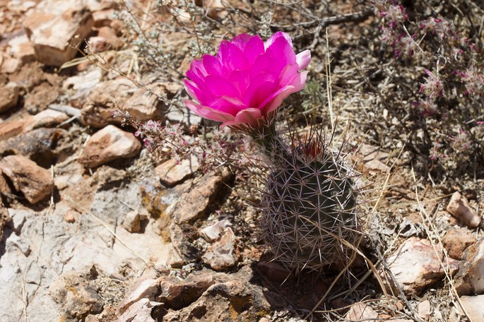 Fendler’s Hedgehog Cactus - Echinocereus fendleri 2