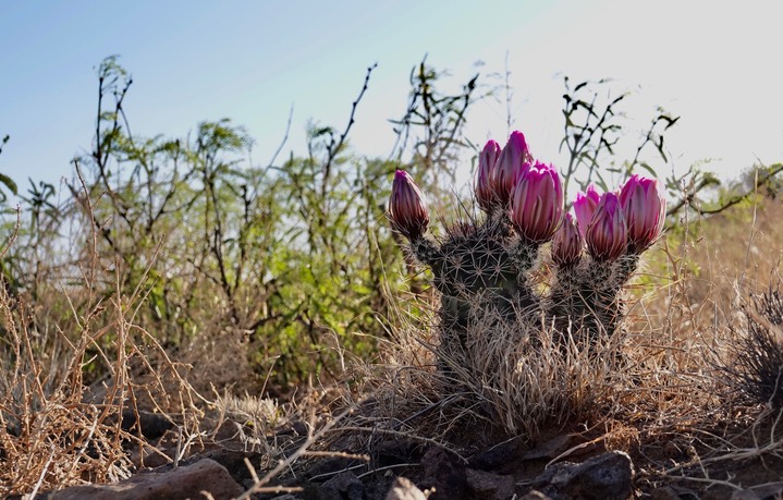 Fendler’s Hedgehog Cactus - Echinocereus fendleri 1