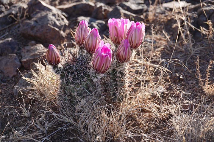 Fendler’s Hedgehog Cactus - Echinocereus fendleri 2