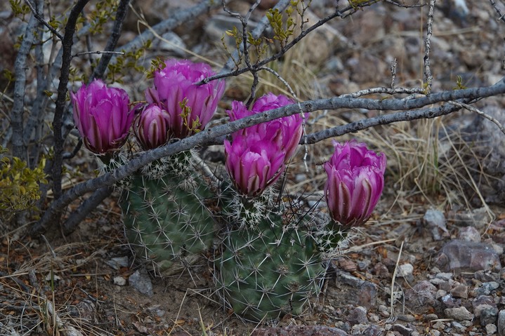 Fendler’s Hedgehog Cactus - Echinocereus fendleri8