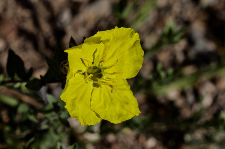 Fendler’s Sundrops - Oenothera hartwegii fendlerii 4-27