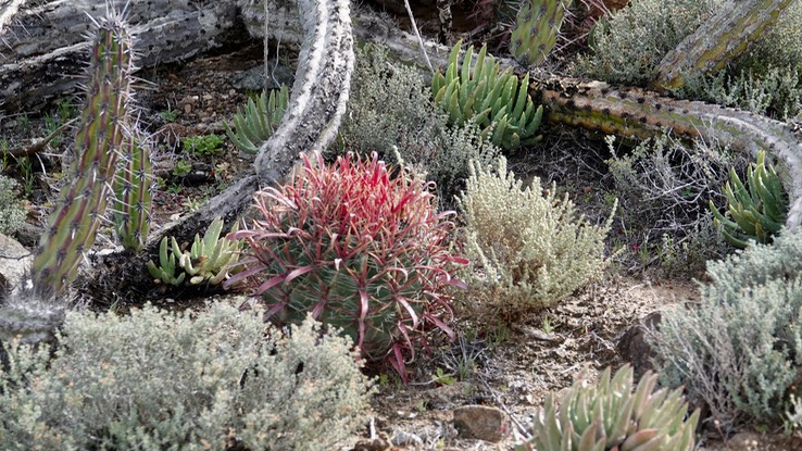 Ferocactus gracilis, Red-spine Barrel Cactus, Baja California2