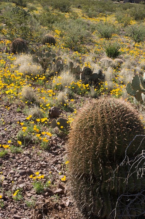 Ferocactus wislizeni 20