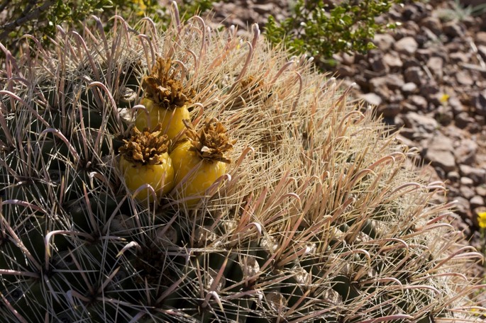 Ferocactus wislizeni 21