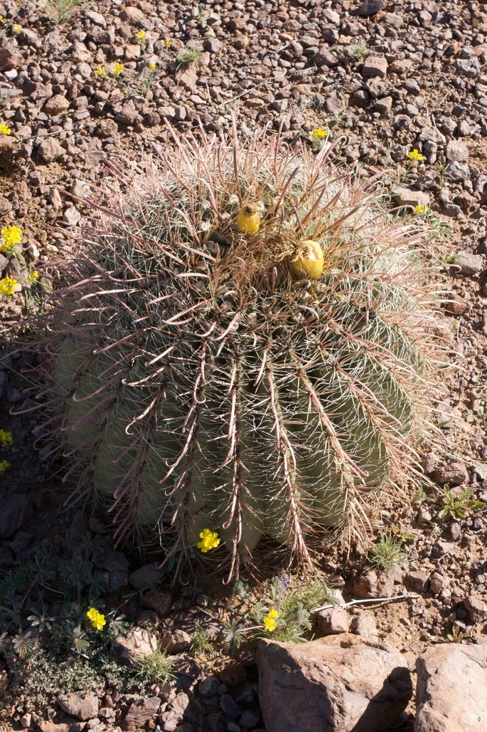 Ferocactus wislizeni 22