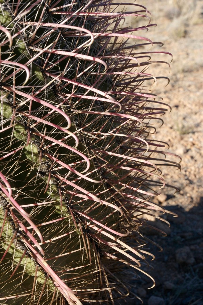 Ferocactus wislizeni 23