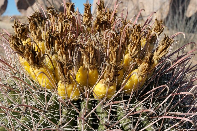 Ferocactus wislizeni 24