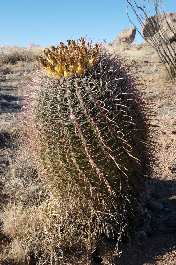 Ferocactus wislizeni 25