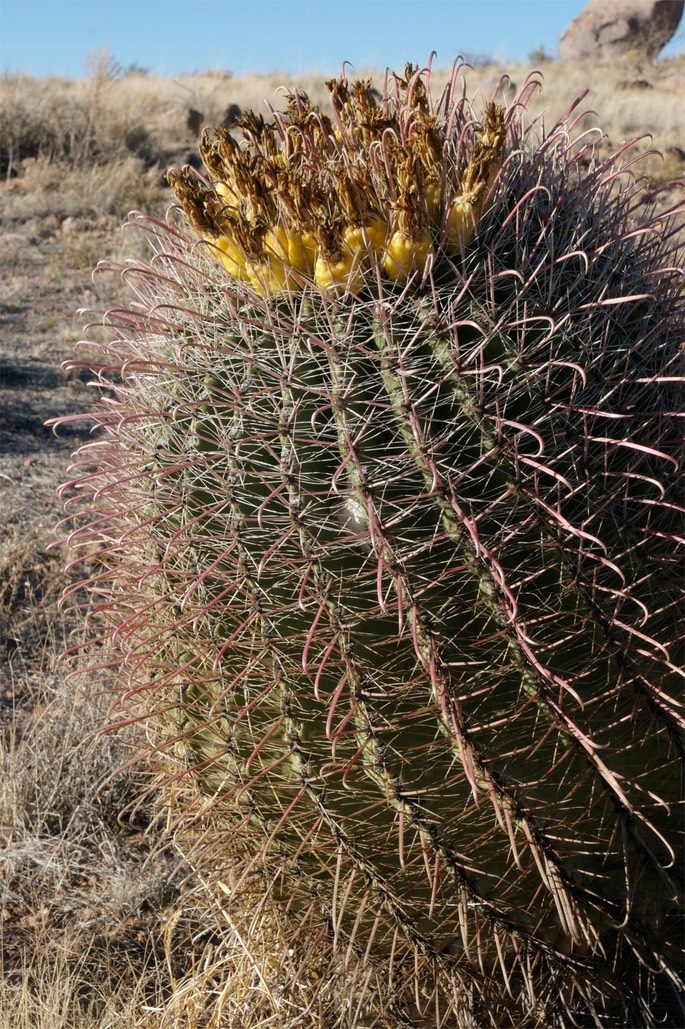 Ferocactus wislizeni 26