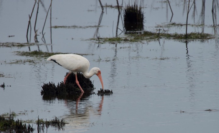 St. Marks NWR, Florida