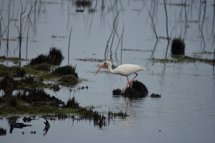 St. Marks NWR, Florida