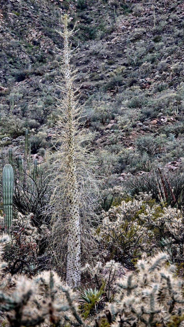 Fouquieria columnaris, Boojum Tree 17