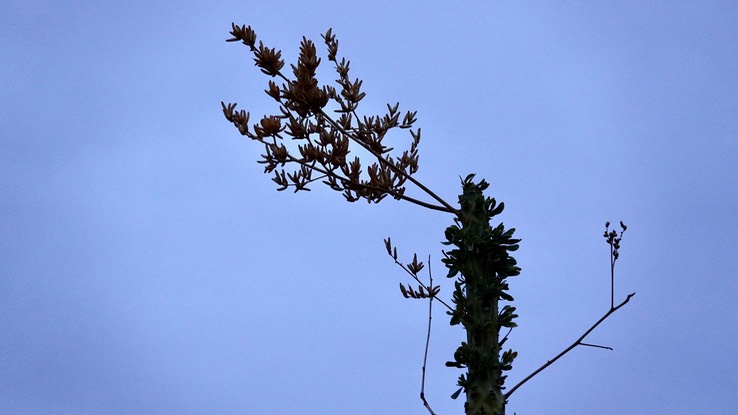 Fouquieria columnaris, Boojum Tree 16