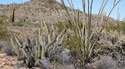 Fouquieria splendens 10, Baja California