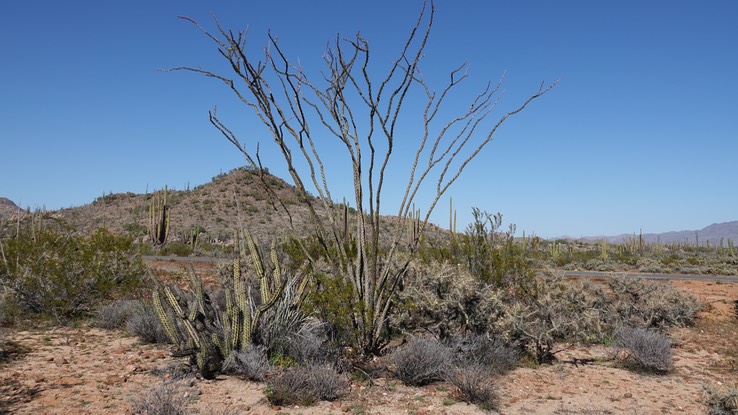 Fouquieria splendens 11, Baja California