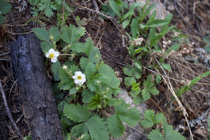 Fragaria vesca var. americana