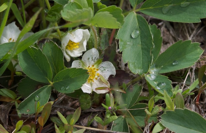 Fragaria virginiana1