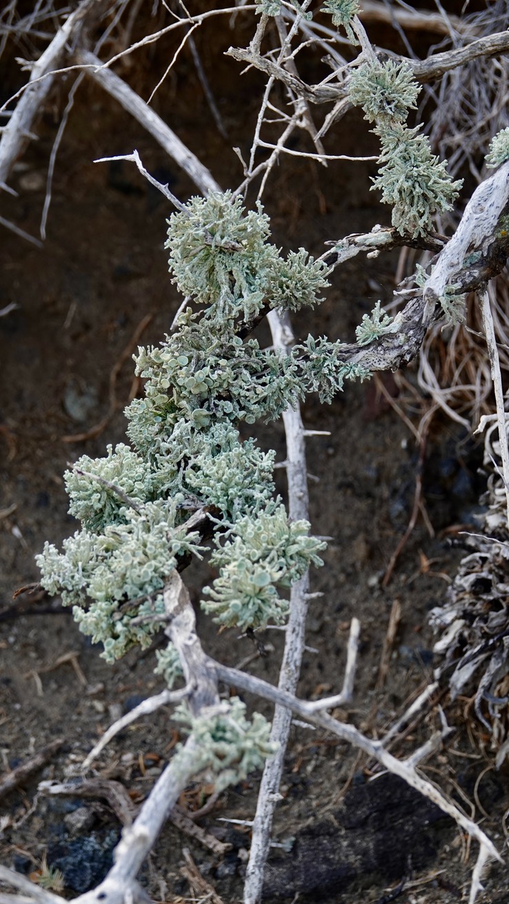 fungi? northern baja1