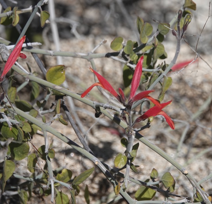 Gambelia juncea, Baja California Bush Snapdragon, Mesa del Carmen, Baja California