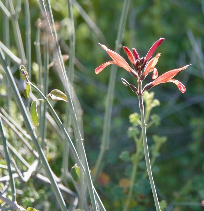 Gambelia juncea, Baja California Bush Snapdragon, Mesa del Carmen, Baja California