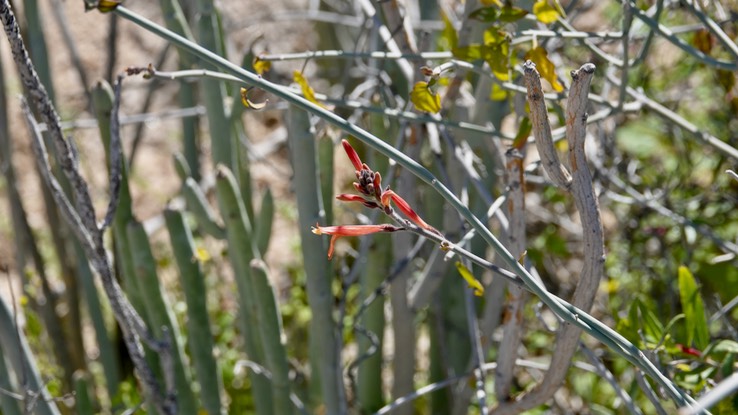 Gambelia juncea, Baja California Bush Snapdragon, Mesa del Carmen, Baja California (1)