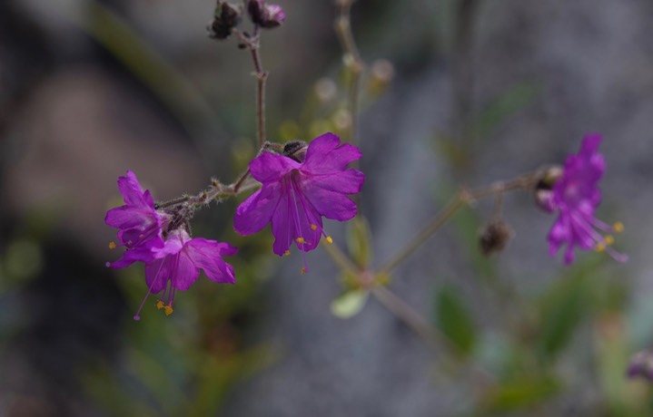  Geranium caespitosum, Purple Geranium   2