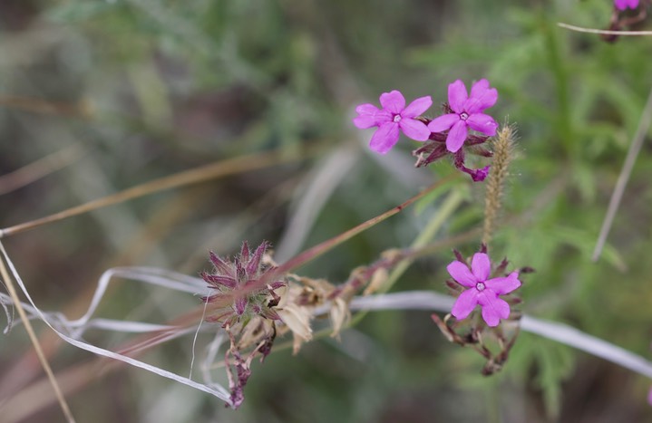 Glandularia bipinnatifida, Dakota Vervain2