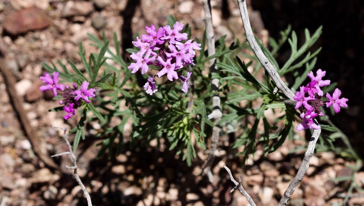 Glandularia bipinnatifida Dakota Vervain Apache Hill Apr14