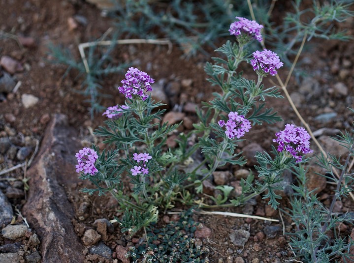 Glandularia bipinnatifida, Dakota Vervain