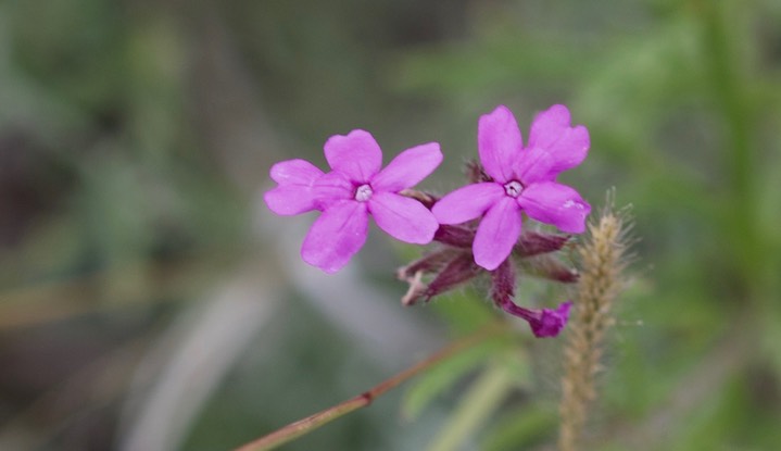 Glandularia bipinnatifida, Dakota Vervain1