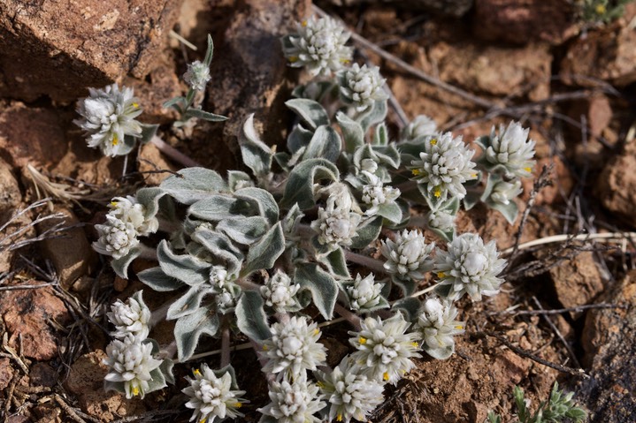 Gomphrena caespitosa, Ball Clover2