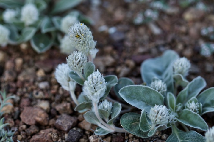 Gomphrena caespitosa, Ball Clover