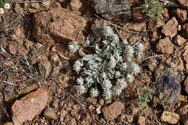 Gomphrena caespitosa, Ball Clover1