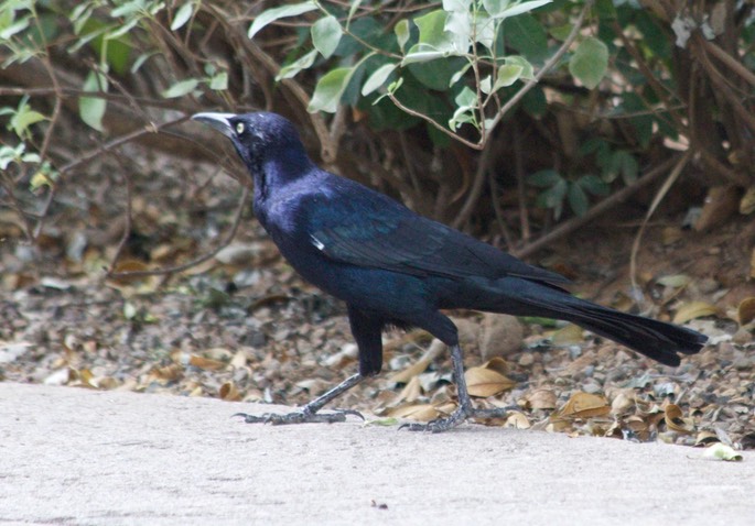 Grackle, Great-tailed2