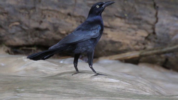 Grackle, Great-tailed